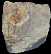 Colorful, Ordovician Euloma Trilobite - Zagora, Morocco #55148-1